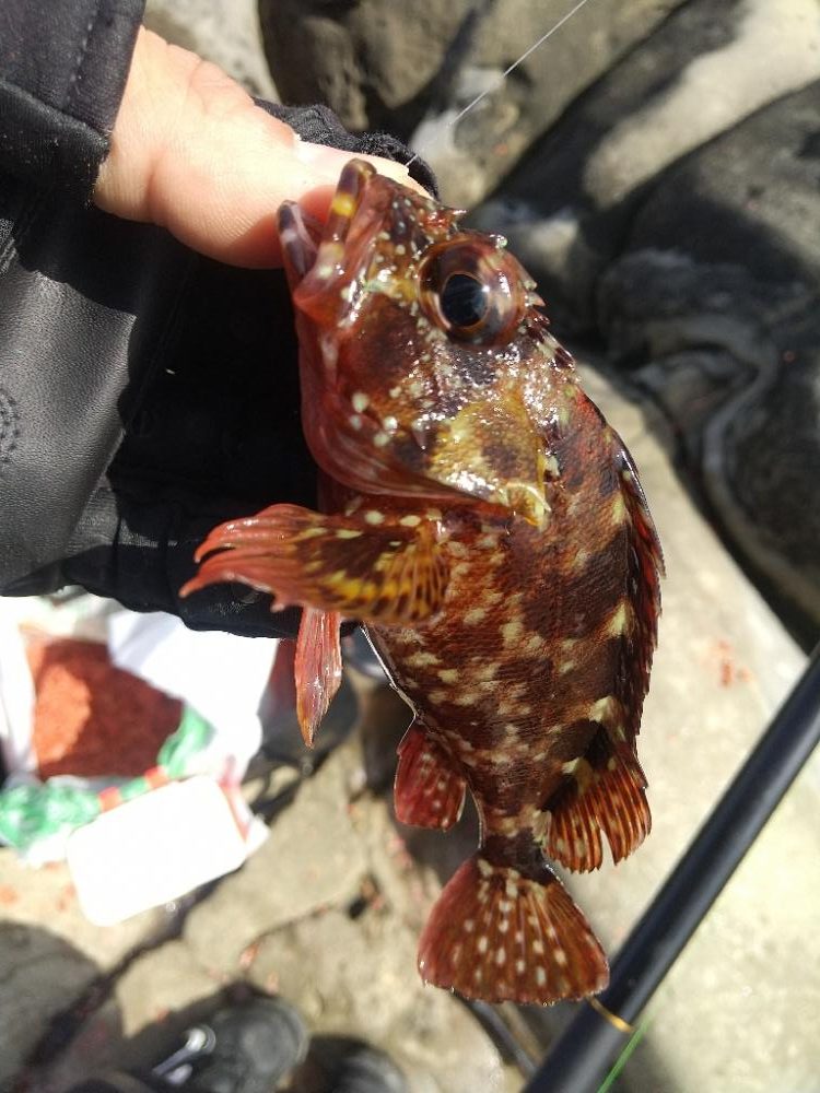 シーズン初沖磯