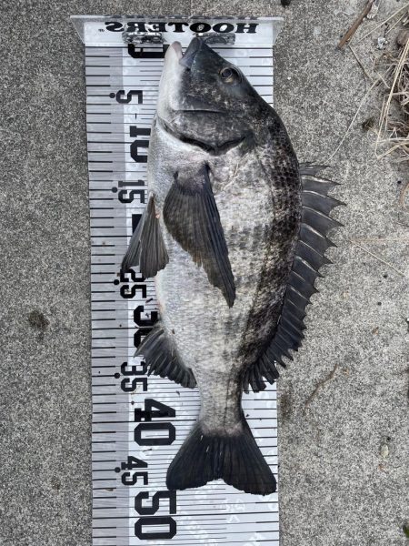 イチノ兄弟(兄)釣果!