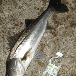 深夜からまたいってきました