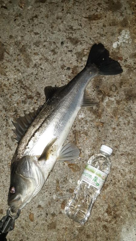 深夜からまたいってきました