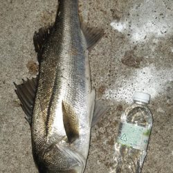 今日も夜遅くから。