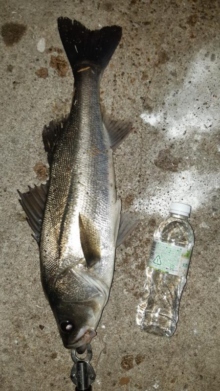 今日も夜遅くから。