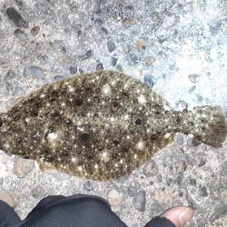 フラットフィッシュ