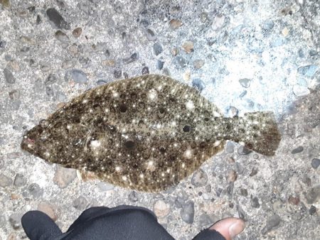 フラットフィッシュ