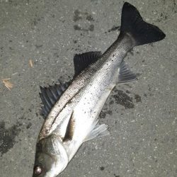 淀川シーバス狙いに