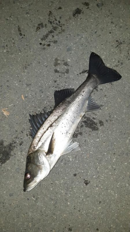 淀川シーバス狙いに