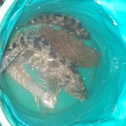 遅ればせながら初釣り