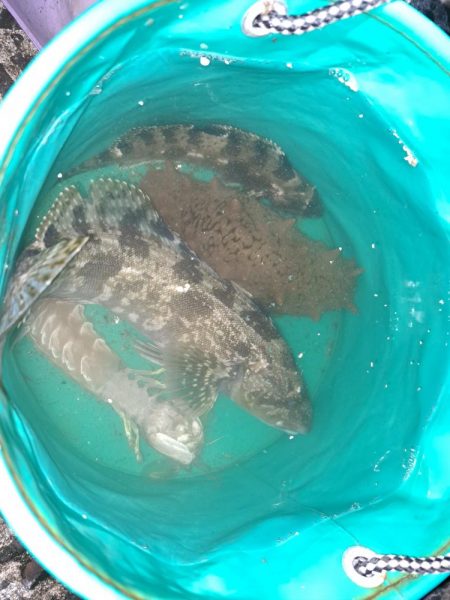 遅ればせながら初釣り