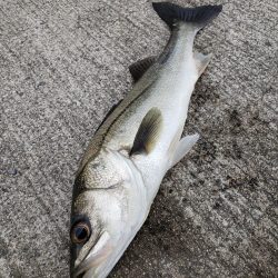 雨上がりそうなのて出撃してみました