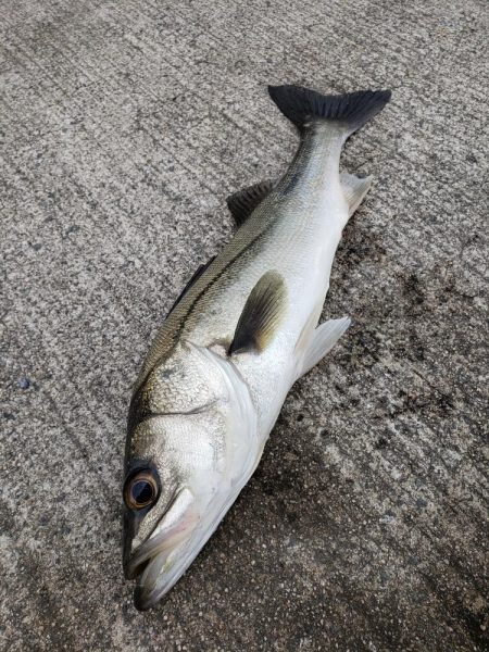 雨上がりそうなのて出撃してみました