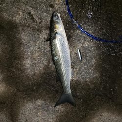 久しぶりの釣り