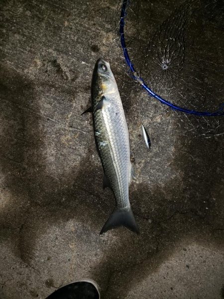 久しぶりの釣り