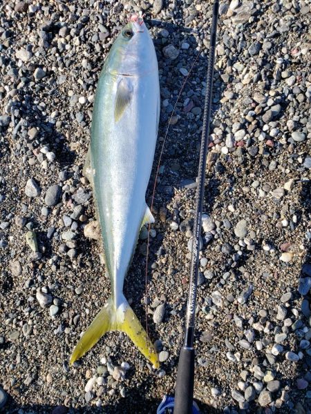 鰤っちやいました