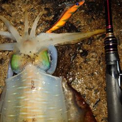 月夜エギングin対馬