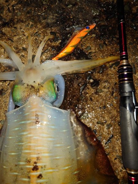 月夜エギングin対馬