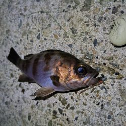 久しぶりの釣行