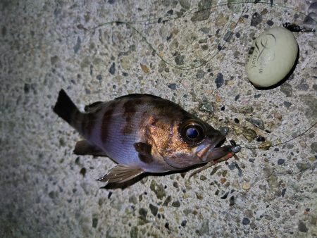 久しぶりの釣行
