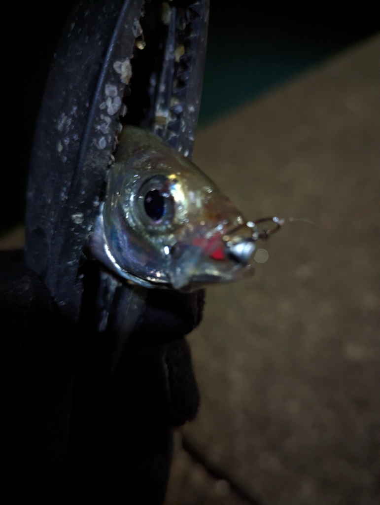 陸っぱり釣行記