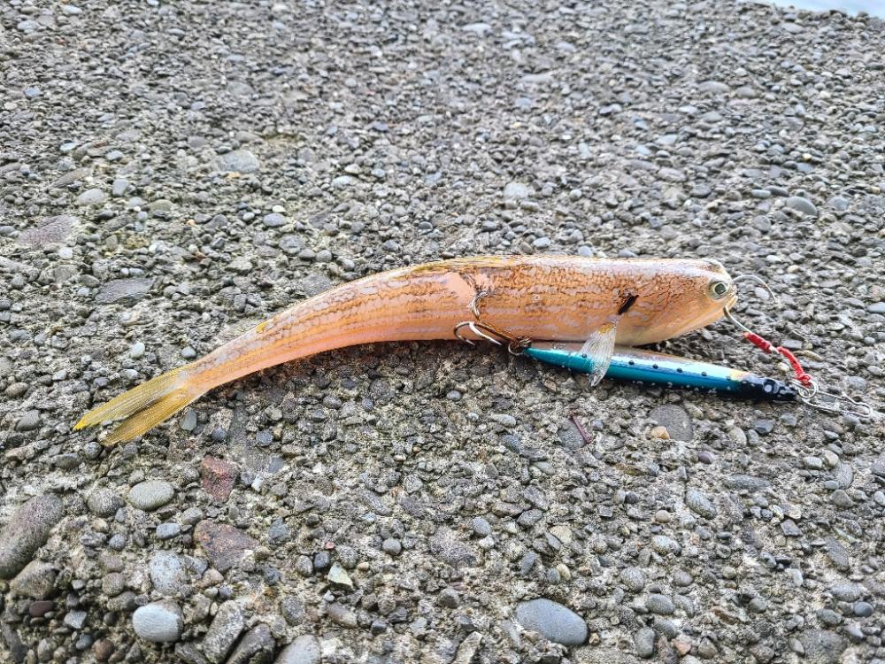 ロックフィッシュはいいね