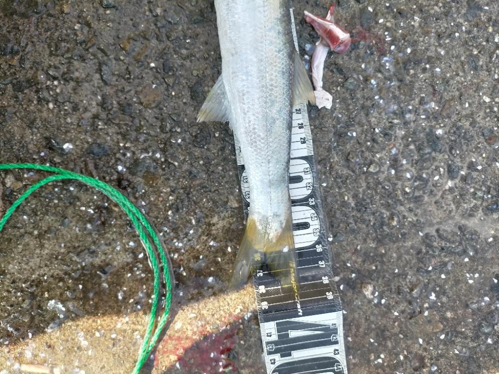 カマス大爆釣 MAX39センチ