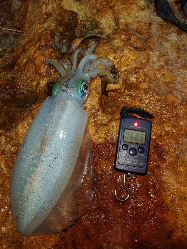 エギングガイドin対馬