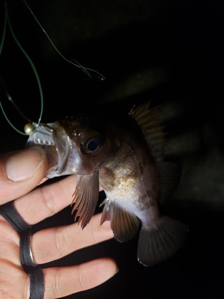 ギリギリ届く所に🐟