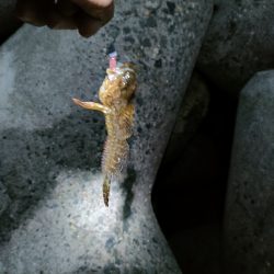 穴釣りは小物でしたがメバリングでサイズアップ