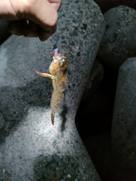 穴釣りは小物でしたがメバリングでサイズアップ