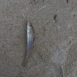 天橋立海岸のキス釣り