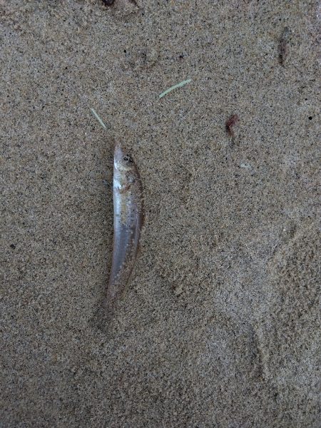 天橋立海岸のキス釣り