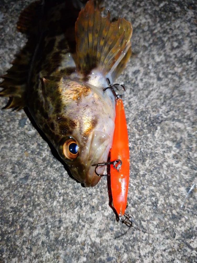 makopenでメバルプラッギング