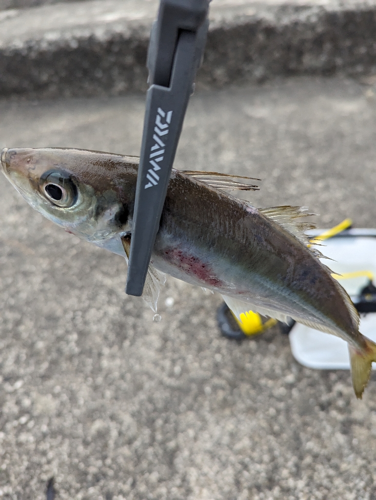 陸っぱり釣行記
