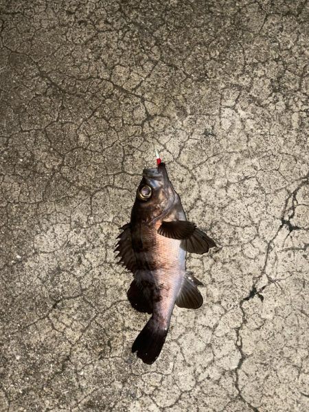 今日も暖かいからメバリング