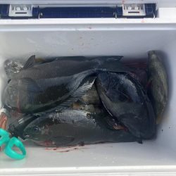 たかたか釣り日記