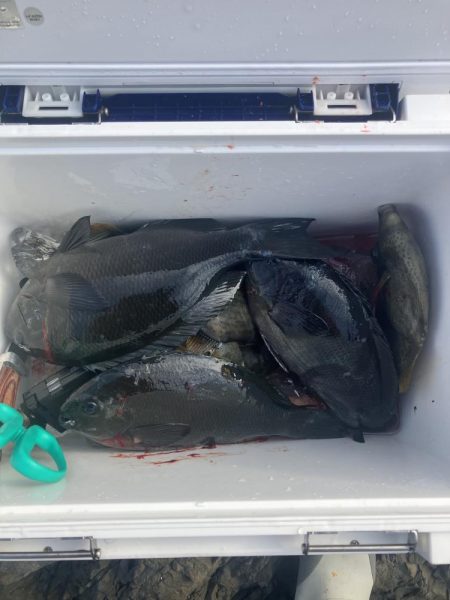 たかたか釣り日記