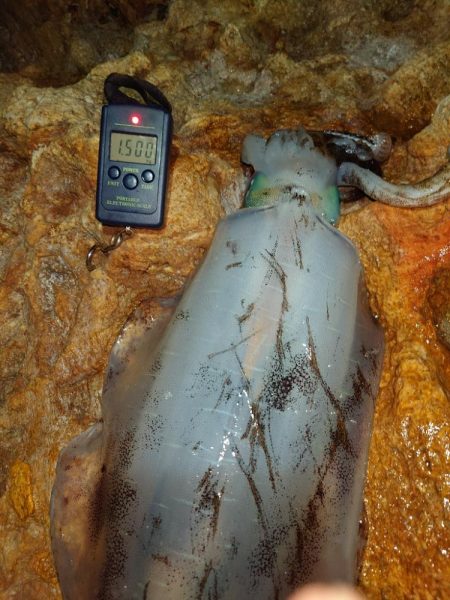 エギングガイドin対馬