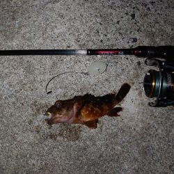 今季初メバリング