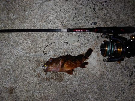 今季初メバリング