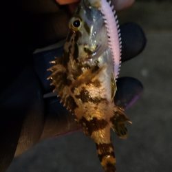 冷たい強風のライトソルト