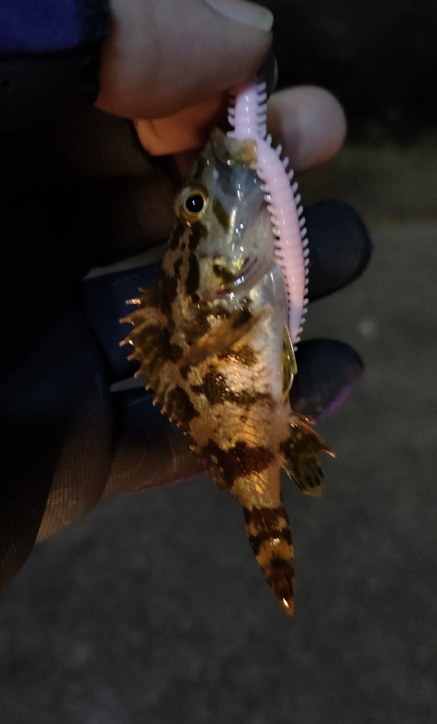 冷たい強風のライトソルト