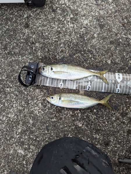 陸っぱり釣行記