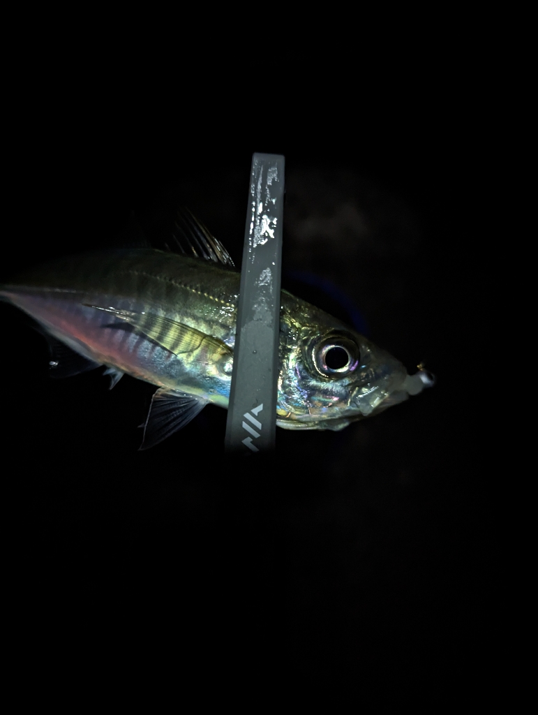 陸っぱり釣行記