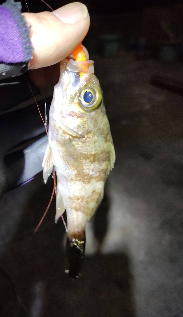 ’23初メバリングは夜光虫で激シブ