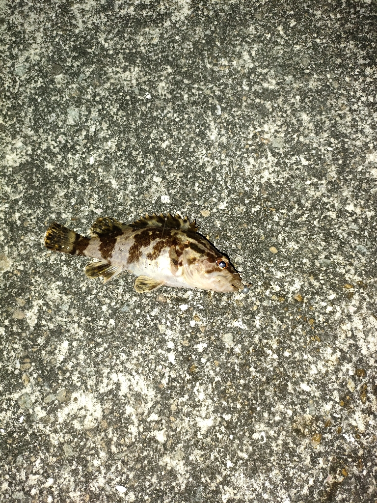 ニヶ月ぶりの釣行