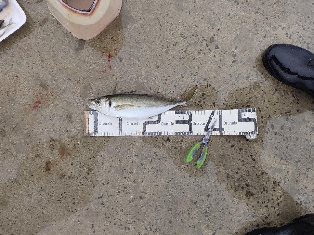 尺アジ100匹釣れました