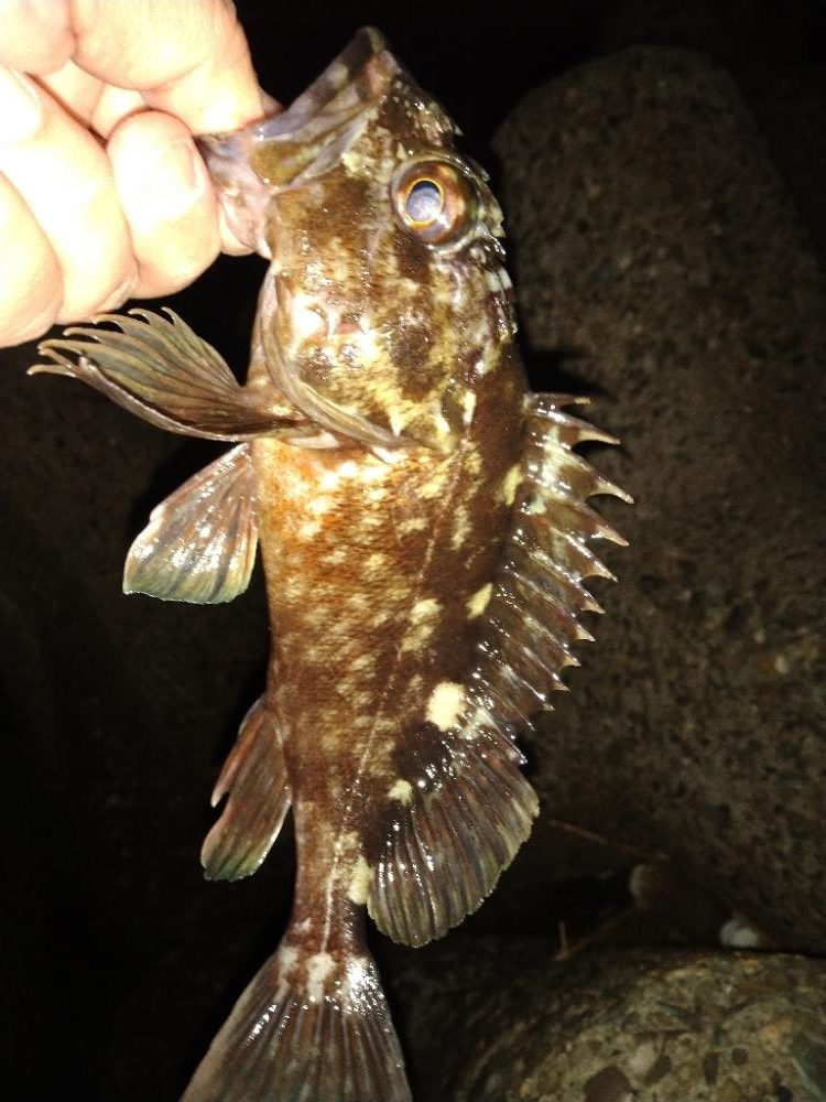 ちょい釣り20230203