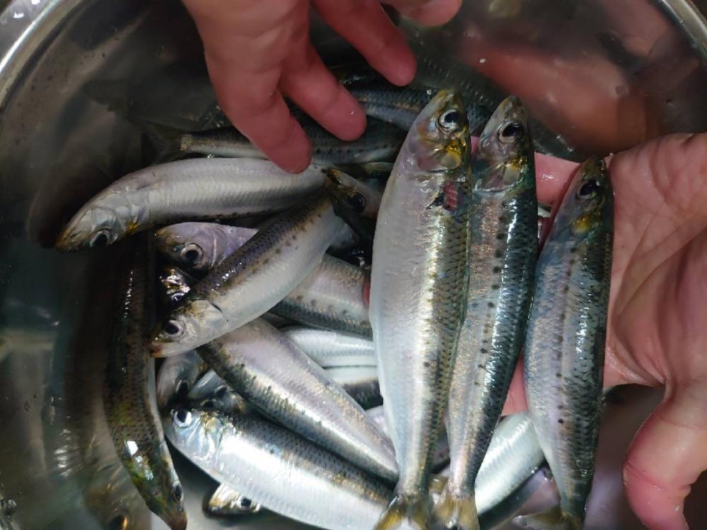 やっぱりマイワシは美味い