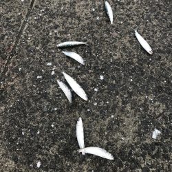 引き続きイワシ好調