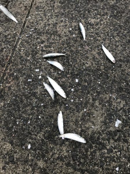 引き続きイワシ好調