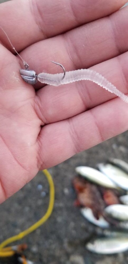 初島漁港から湯浅まで。アジング